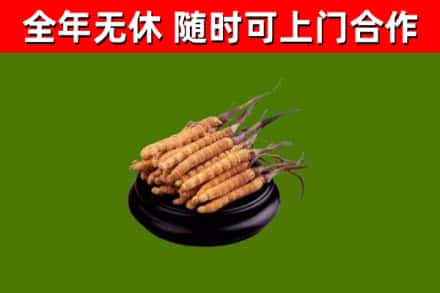 恩施回收散虫草