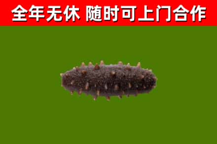 恩施回收海参干
